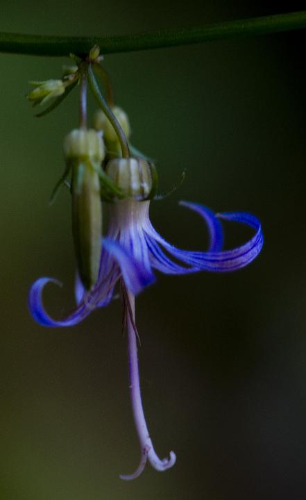 Campanula californica 3371.jpg